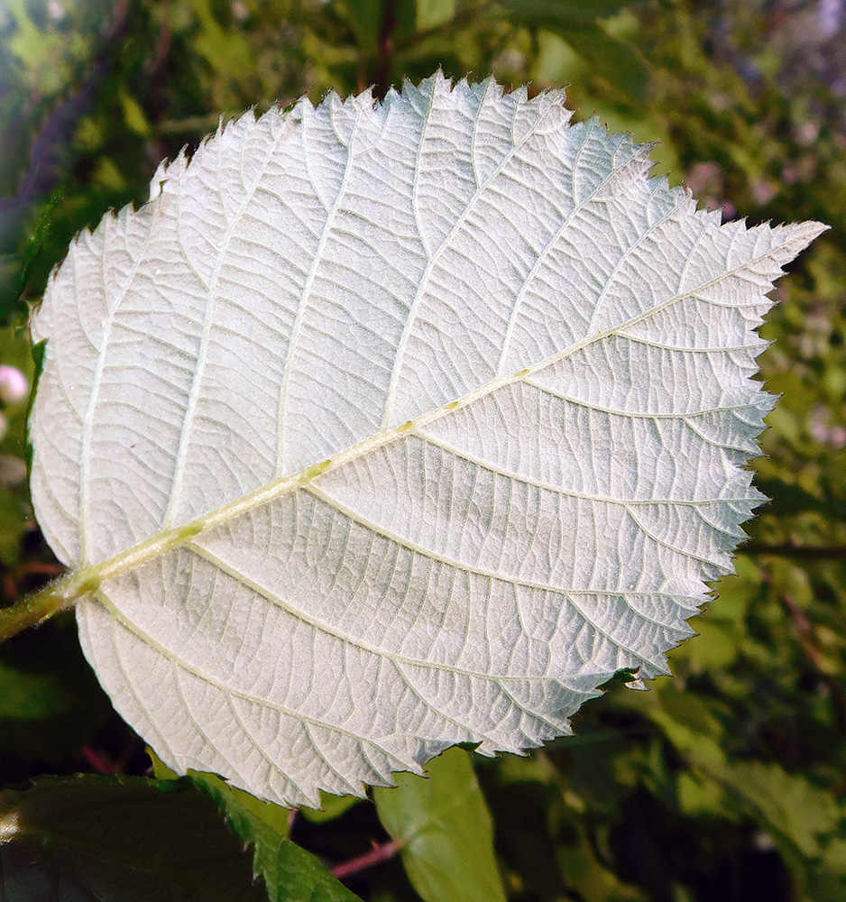 Image of Rubus sanctus specimen.