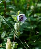 Codonopsis clematidea. Цветок и бутон. Киргизия, Джалал-Абадская обл., Западный Тянь-Шань, Чаткальский хр., перевал Кульдамбес, ≈ 2400 м н.у.м., субальпийский луг. 12.07.2022.