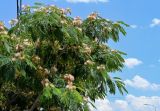Albizia julibrissin. Часть кроны цветущего дерева. Армения, г. Ереван, р-н Эребуни, в культуре. 20.06.2023.