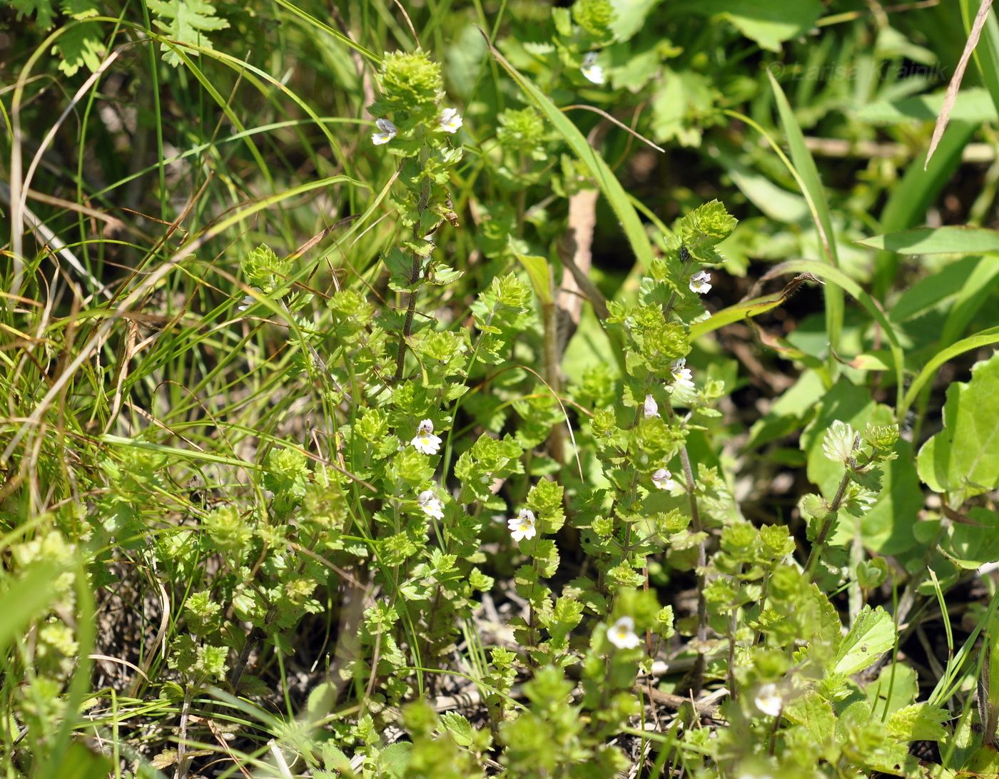 Image of Euphrasia maximowiczii specimen.