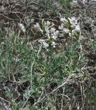 Смотреть изображение Astragalus ortholobus