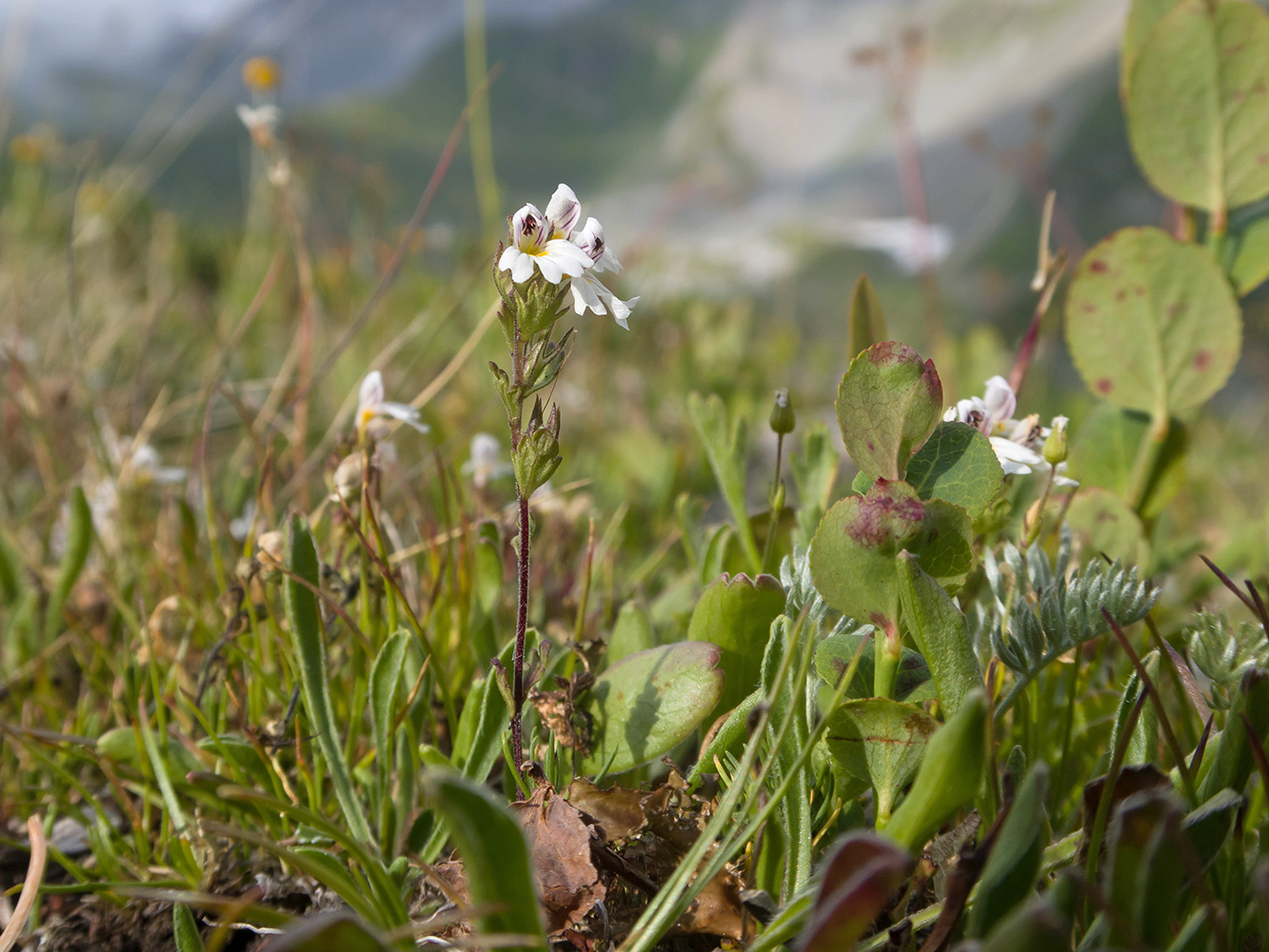 Image of Euphrasia petiolaris specimen.