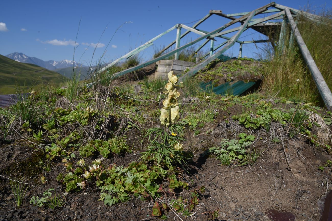 Image of Aconitum confertiflorum specimen.