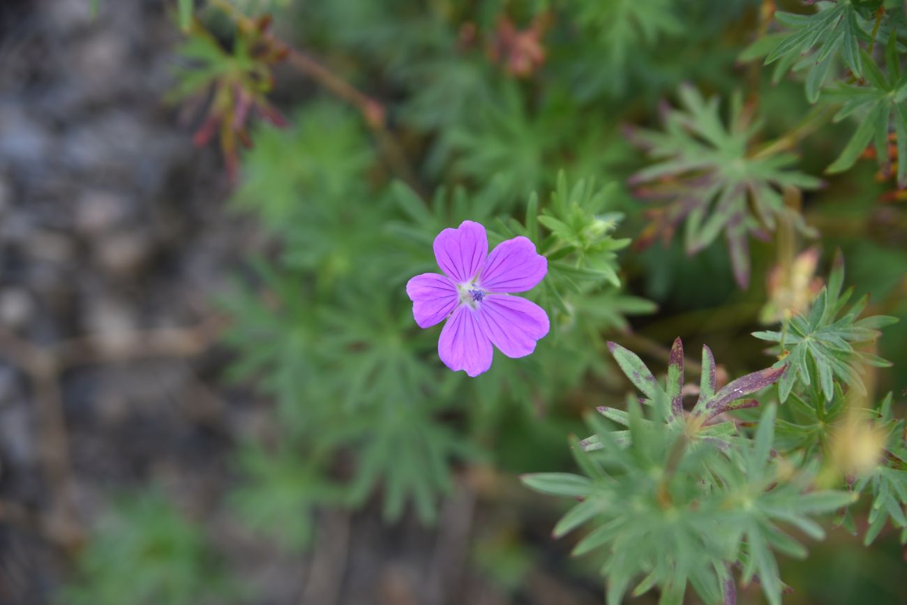 Image of Geranium sanguineum specimen.