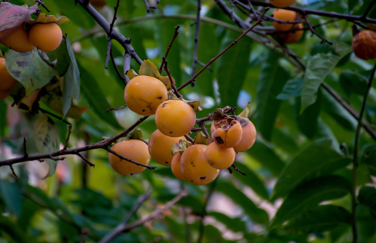 Image of Diospyros kaki specimen.