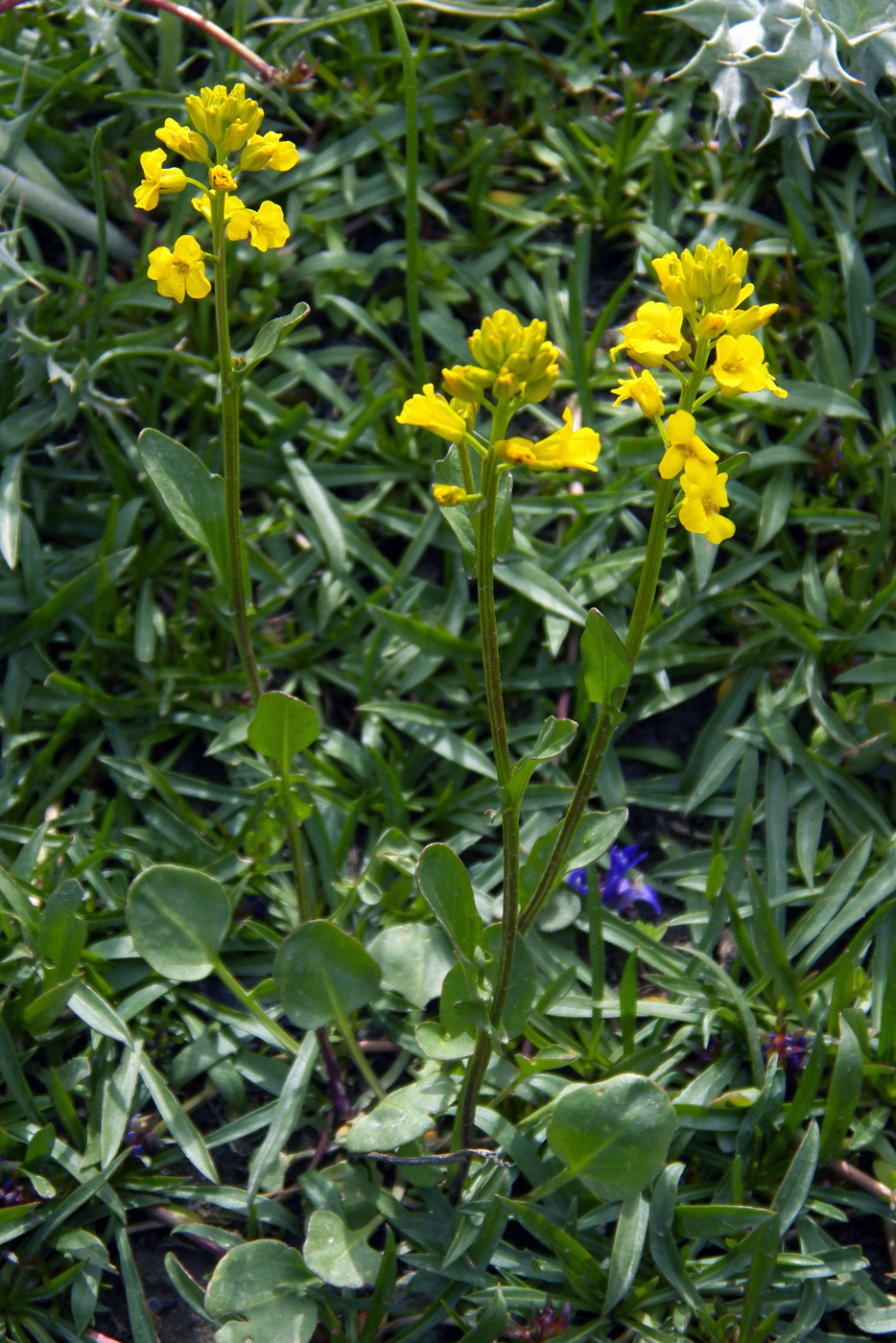 Image of genus Barbarea specimen.