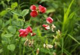 Lathyrus miniatus