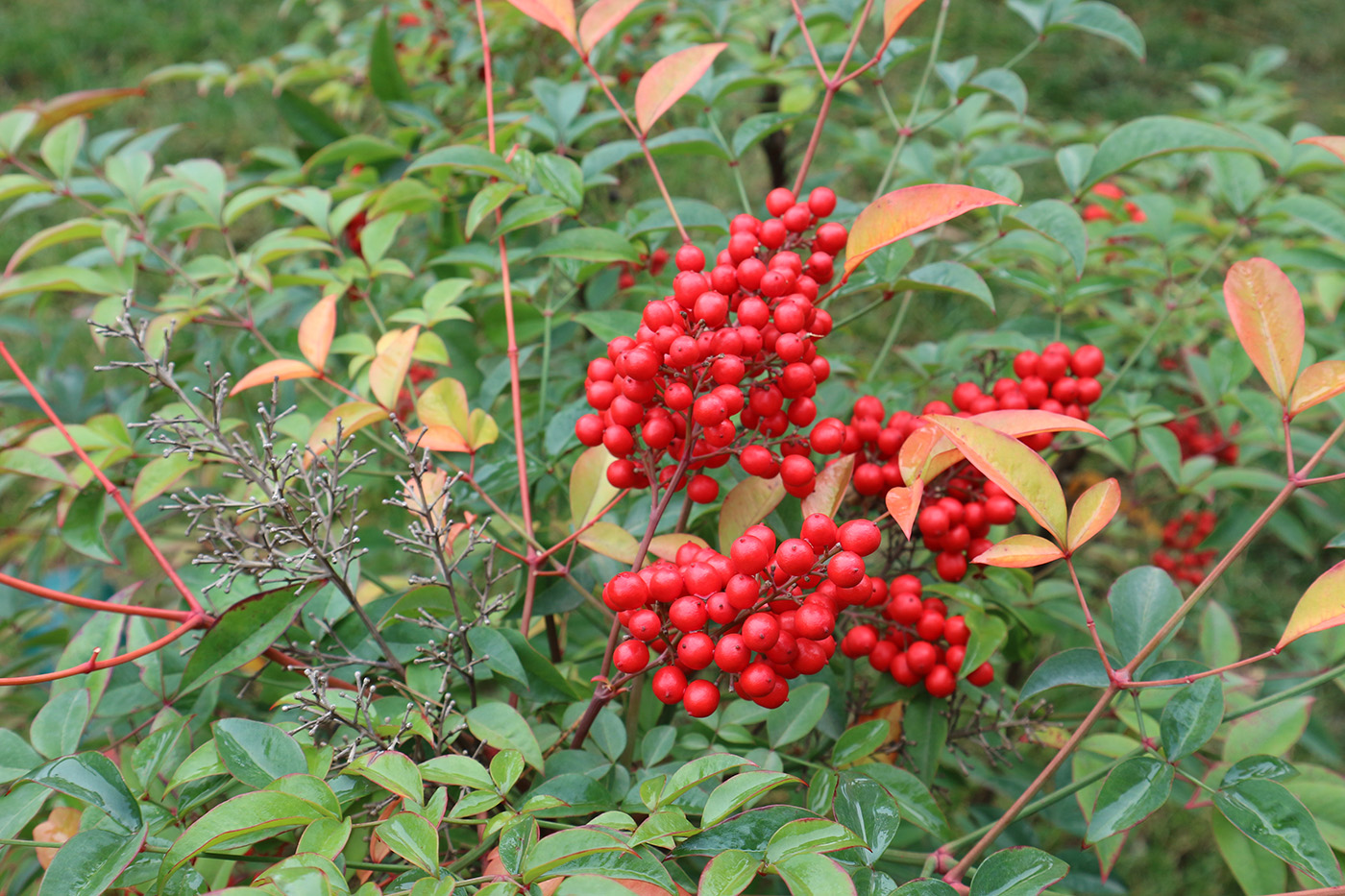 Image of Nandina domestica specimen.