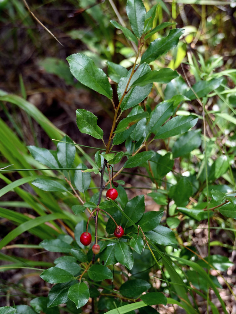 Изображение особи Cerasus fruticosa.