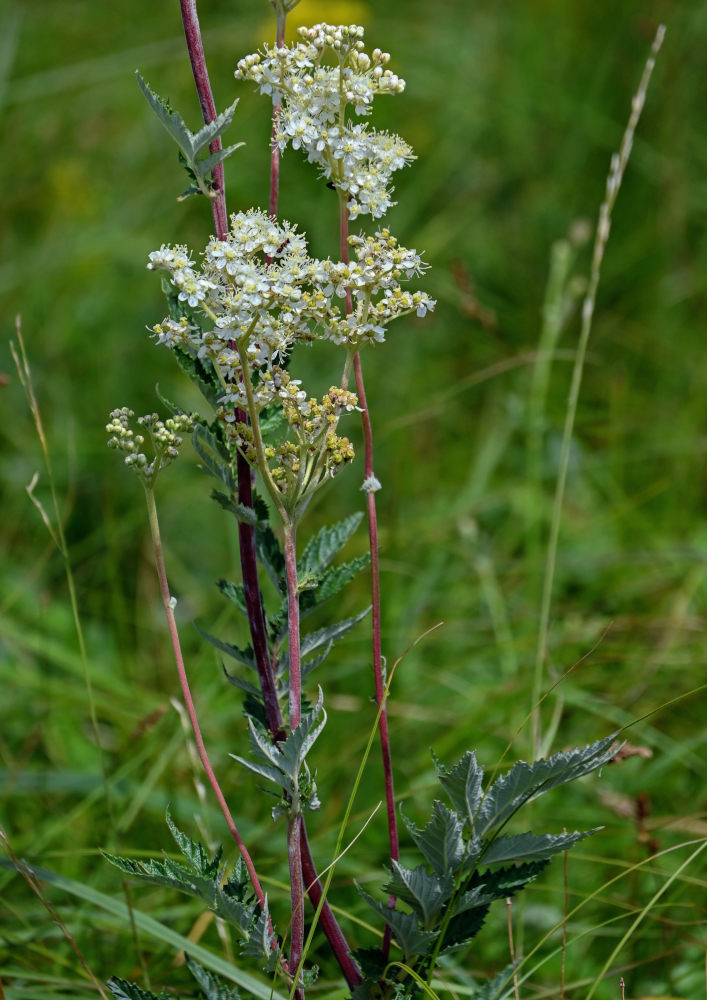 Image of Filipendula ulmaria specimen.