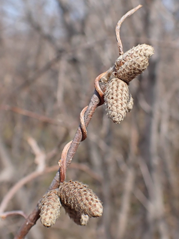 Image of Corylus mandshurica specimen.