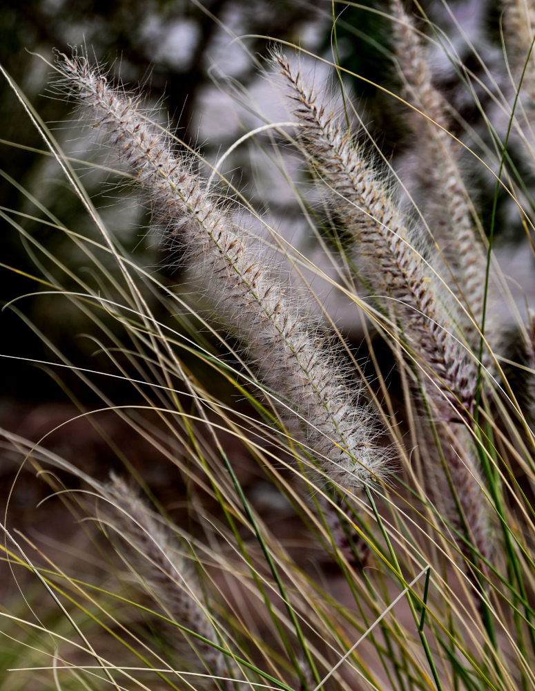 Изображение особи Pennisetum setaceum.