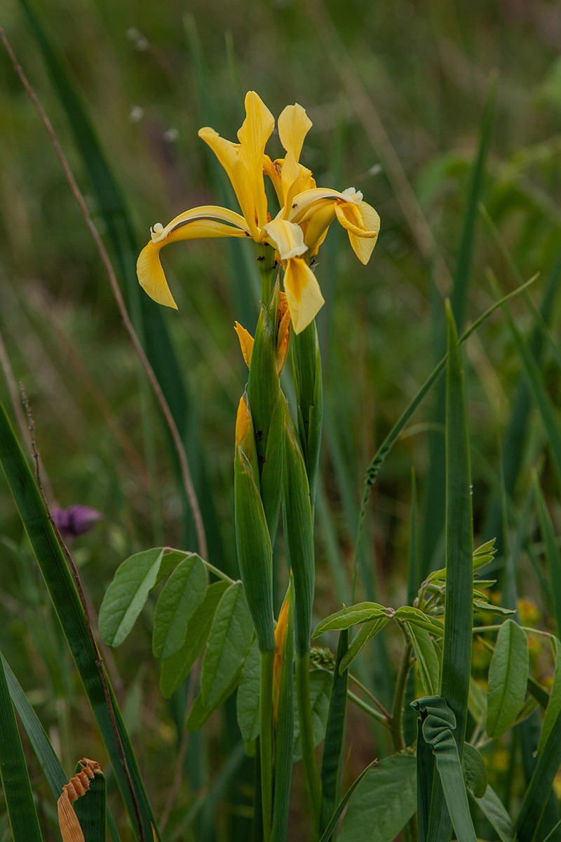 Изображение особи Iris halophila.