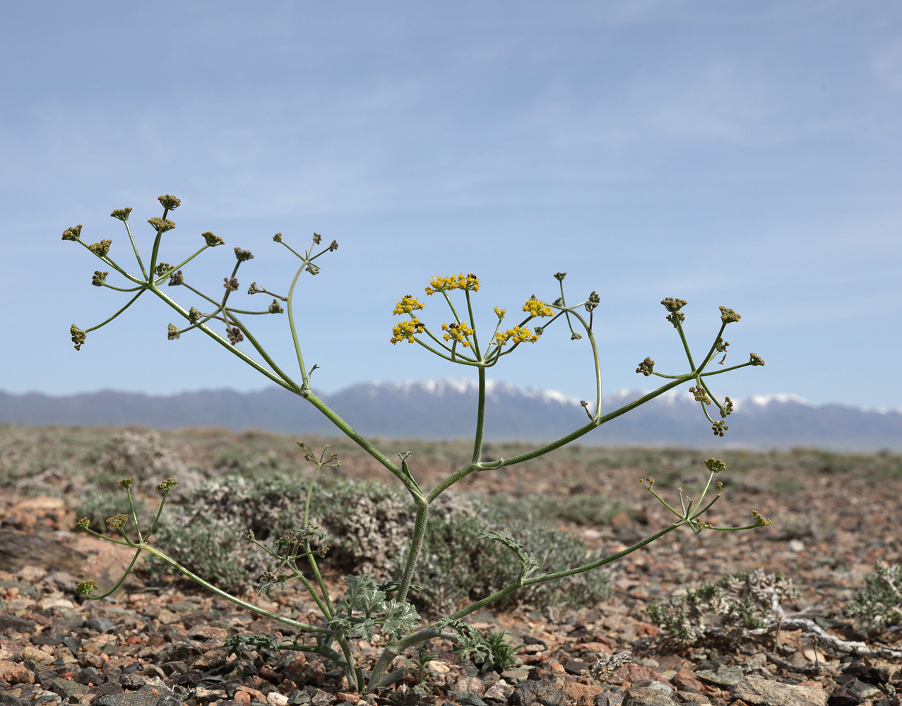 Image of Ferula syreitschikowii specimen.