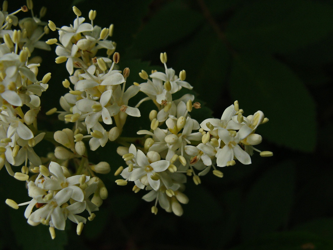 Image of Syringa amurensis specimen.