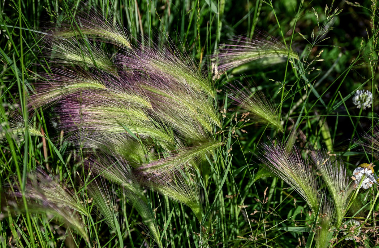 Image of Hordeum jubatum specimen.