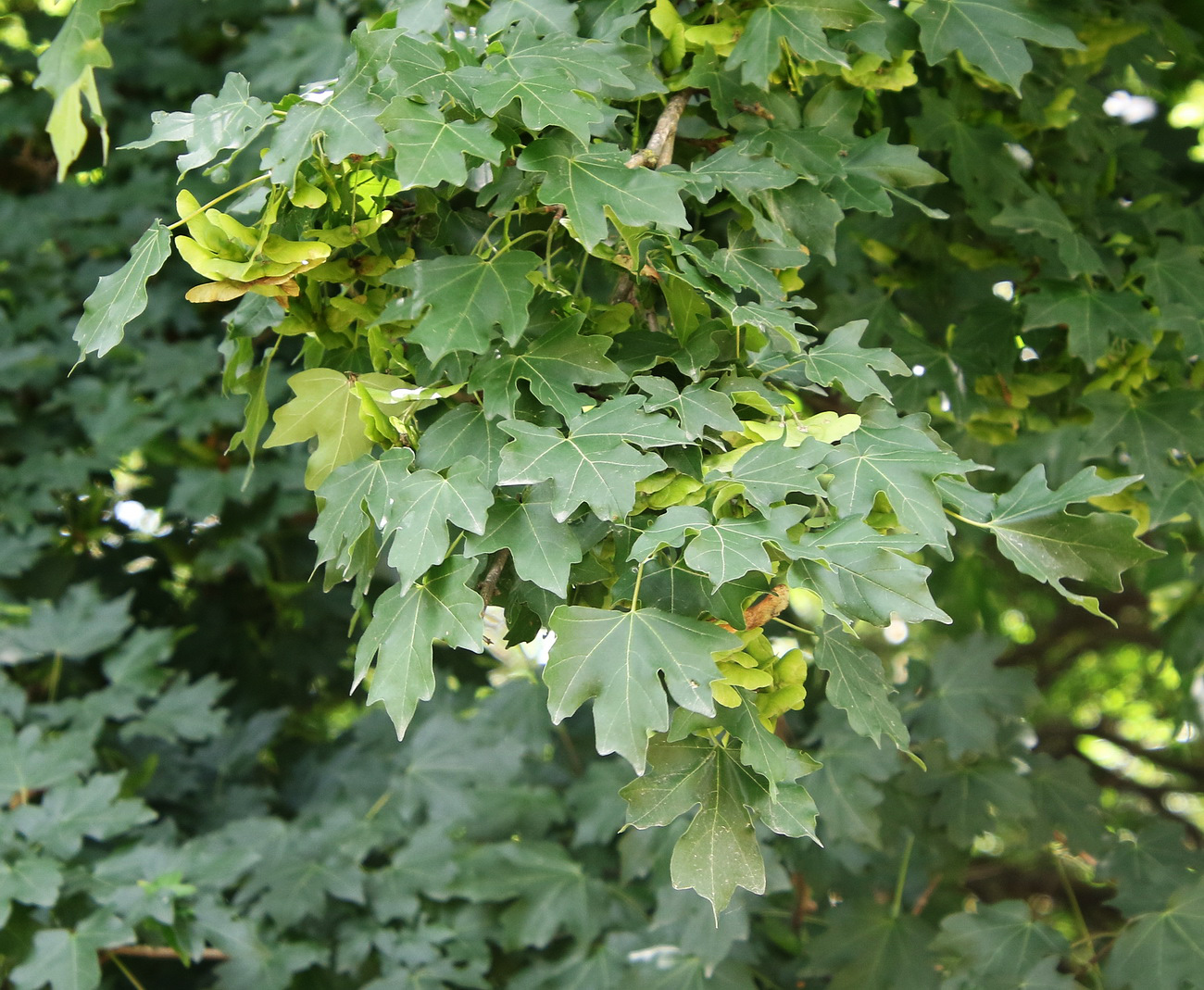 Image of Acer campestre specimen.