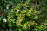 Euphorbia iberica