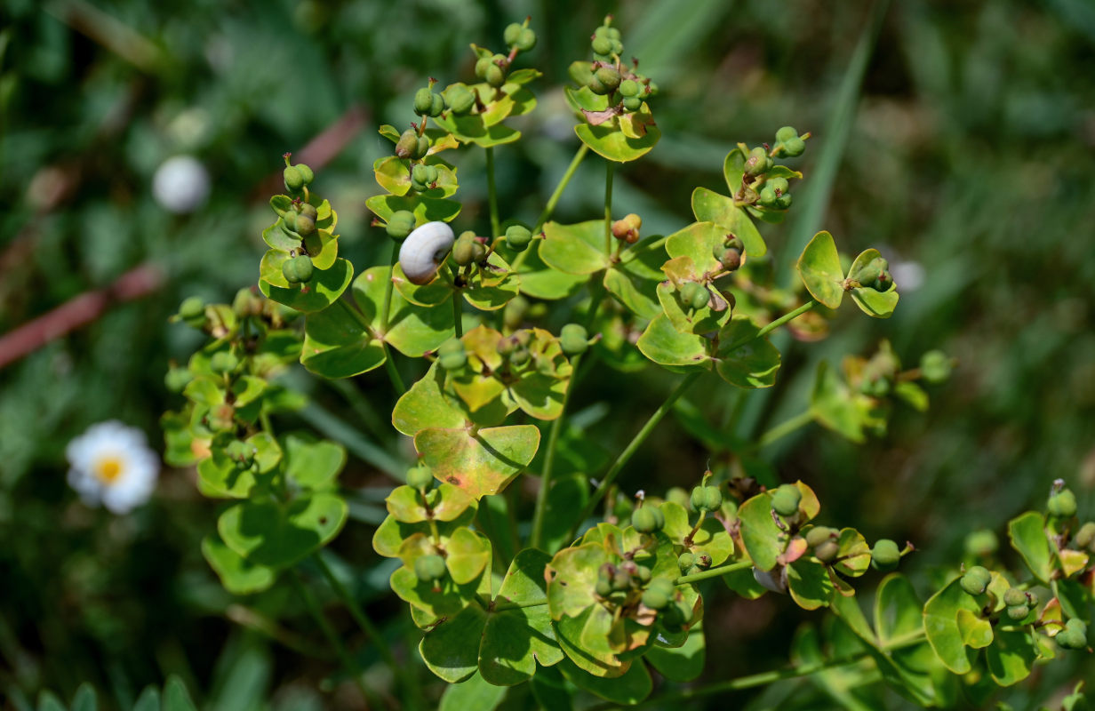 Изображение особи Euphorbia iberica.