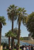 Washingtonia filifera