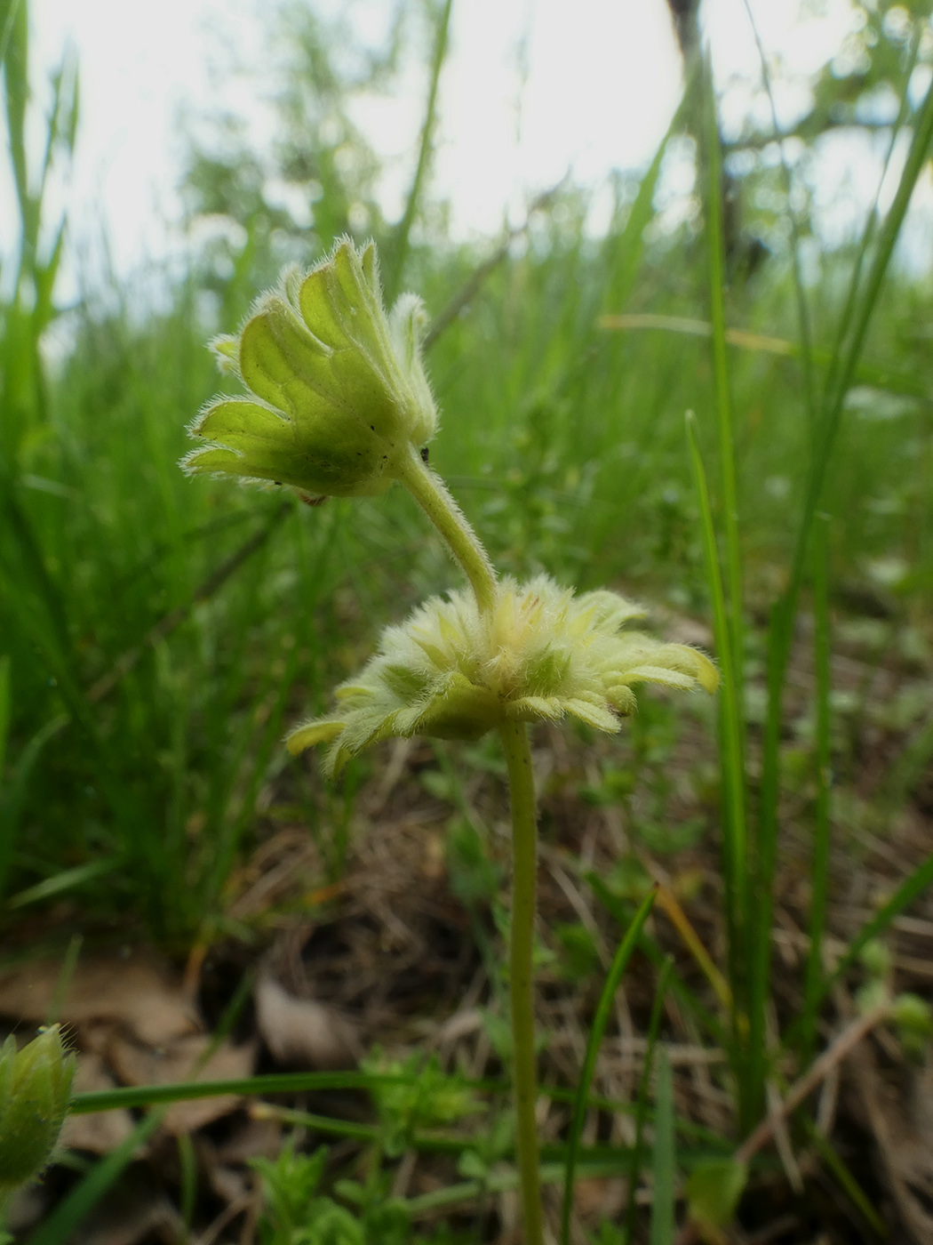 Image of Lamium amplexicaule specimen.