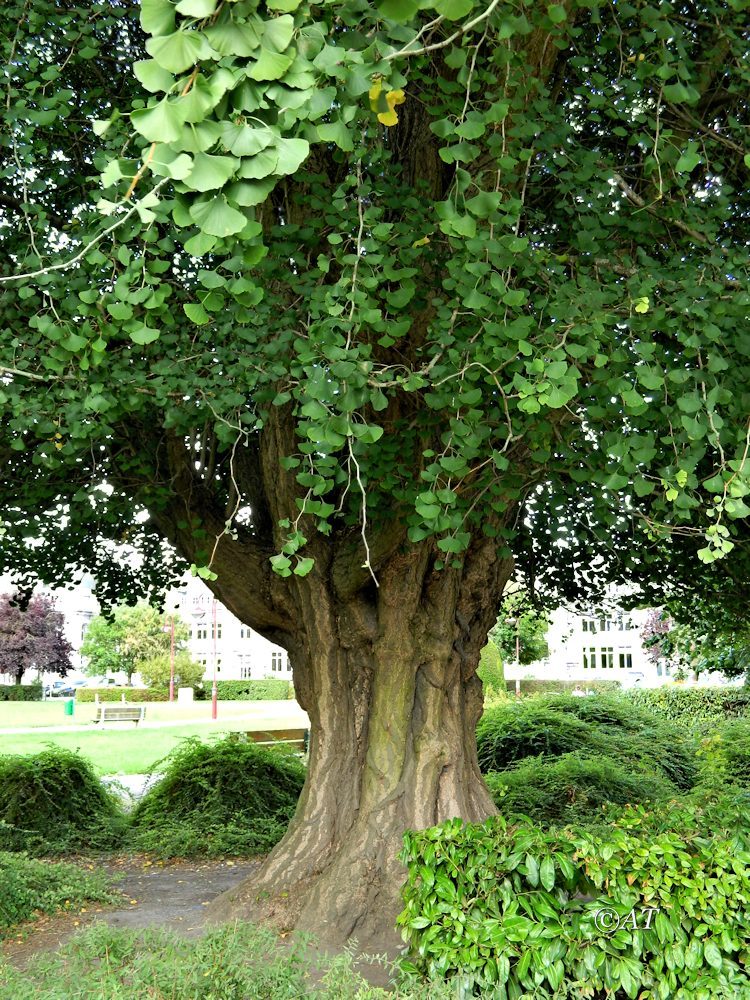 Image of Ginkgo biloba specimen.