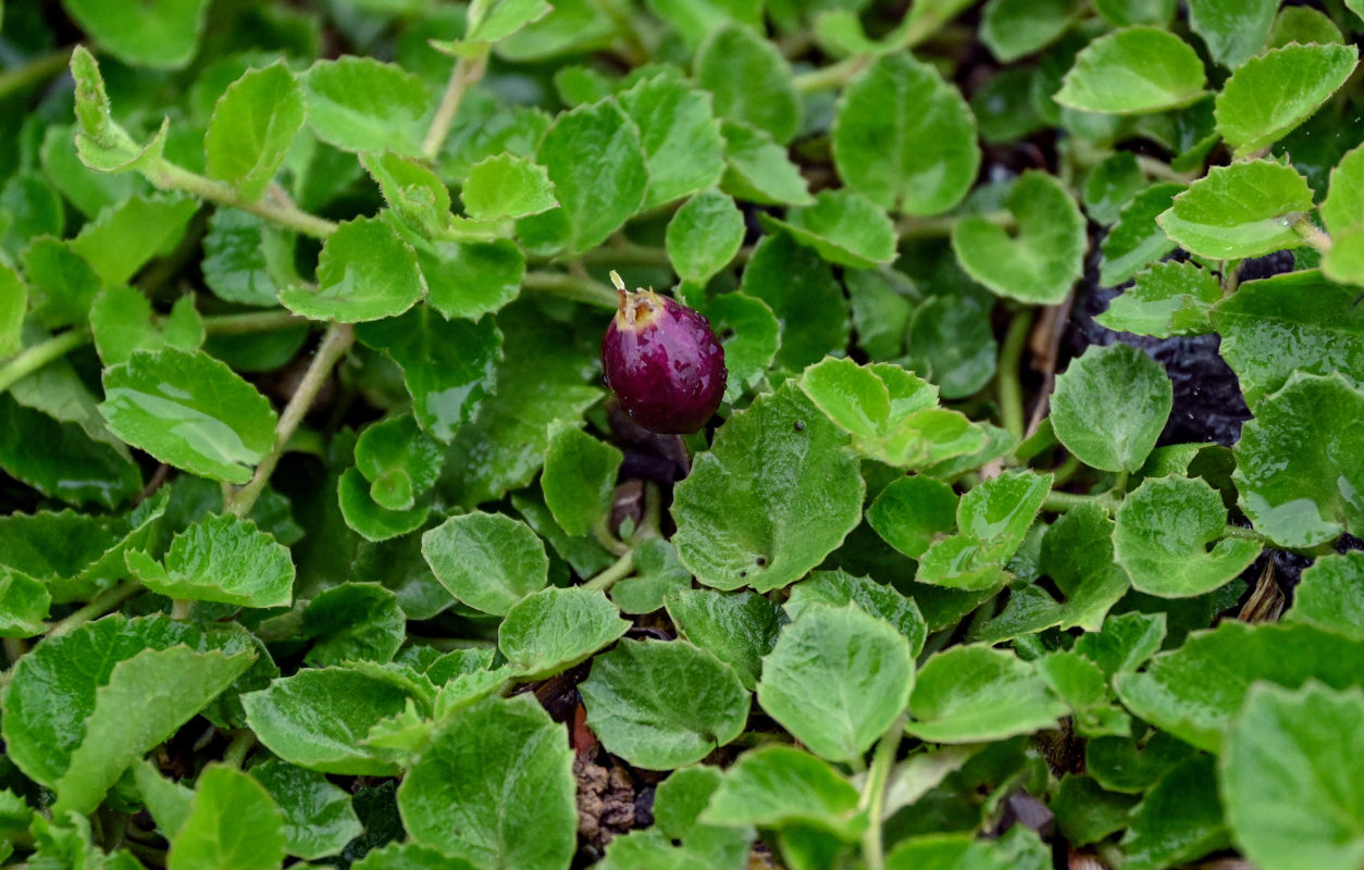 Image of Lobelia nummularia specimen.