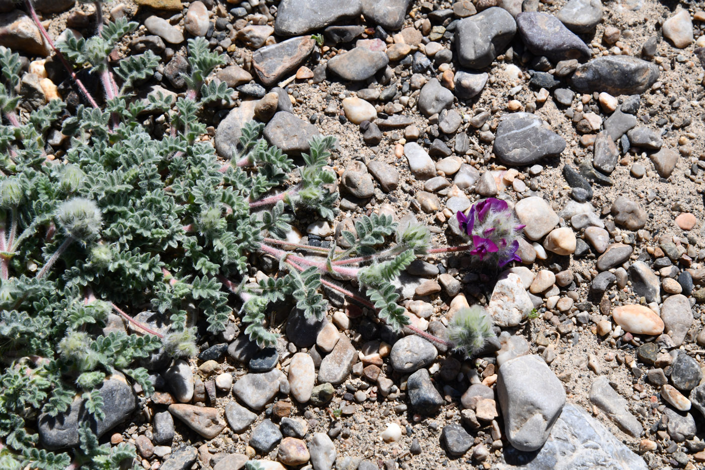 Image of Oxytropis tianschanica specimen.