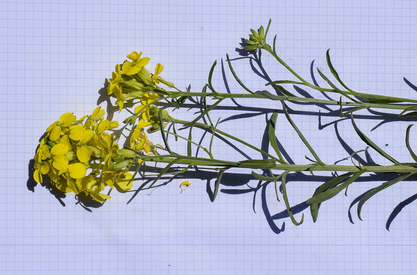 Image of Erysimum ruscinonense specimen.