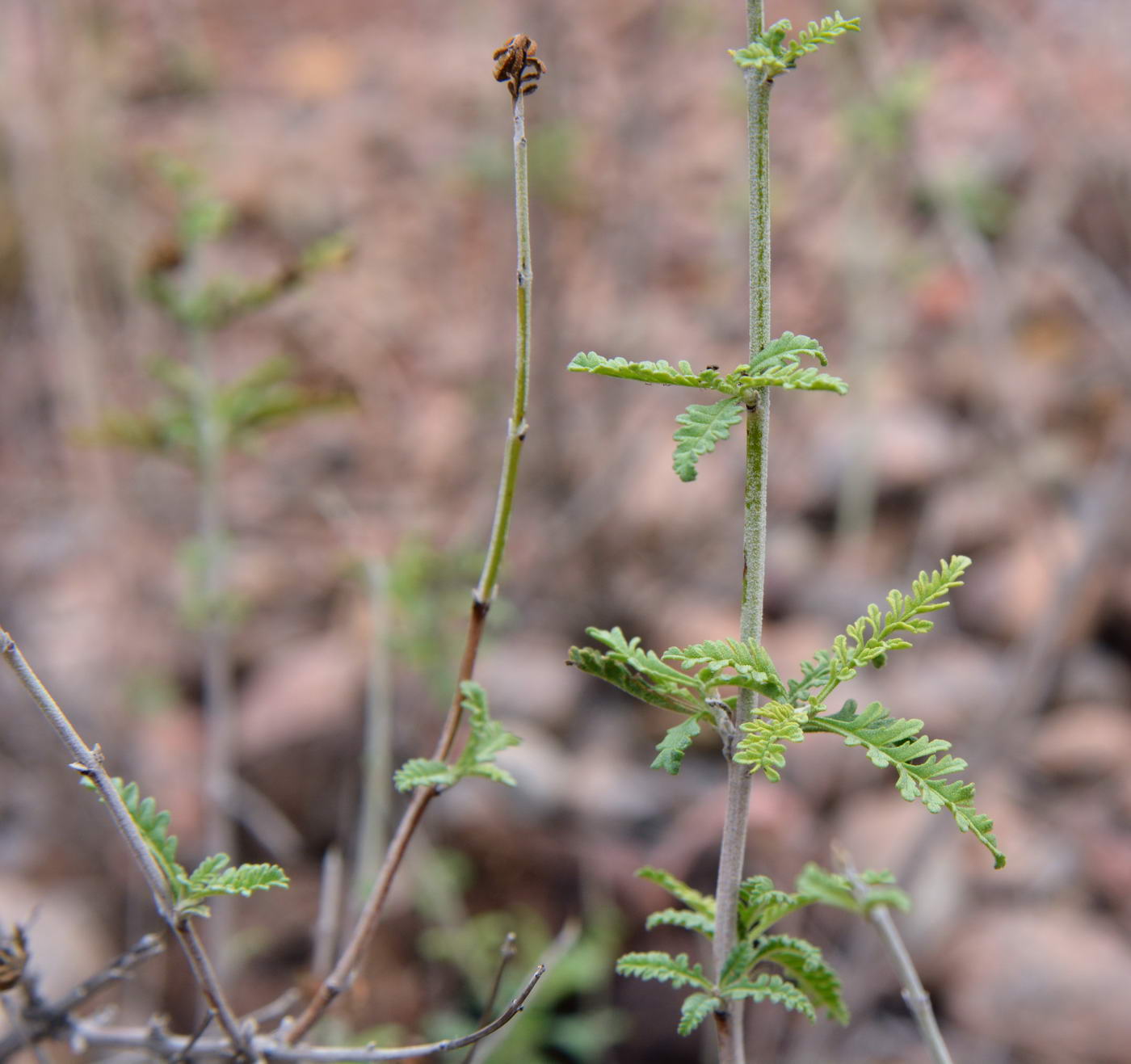 Image of Perovskia abrotanoides specimen.