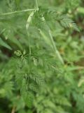 familia Apiaceae. Лист. Чечня, Шаройский р-н, долина р. Цесиахк, рядом с домом Мансура, выс. ок. 1500 м н.у.м., луг. 28 июня 2024 г.