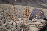 Phlomoides zenaidae. Высохшее отплодоносившее растение. Казахстан, Алматинская обл., хр. Торайгыр, галечниковый склон. 26 июля 2024 г.