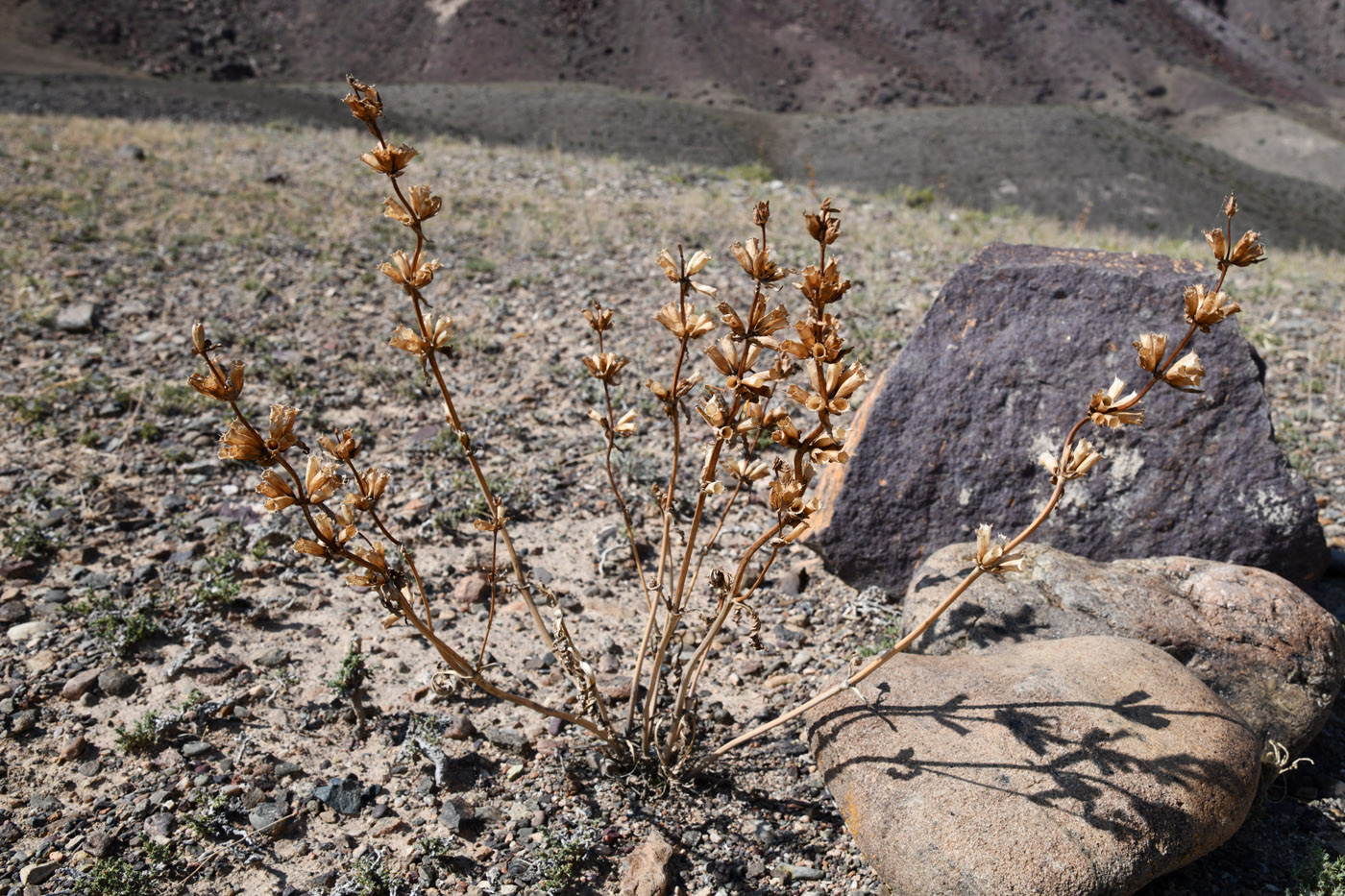 Изображение особи Phlomoides zenaidae.