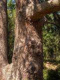 Cedrus libani. Часть раздвоенного ствола старого дерева. Крым, Южный Берег, городской округ Ялта, Массандровский парк. 29.05.2024.