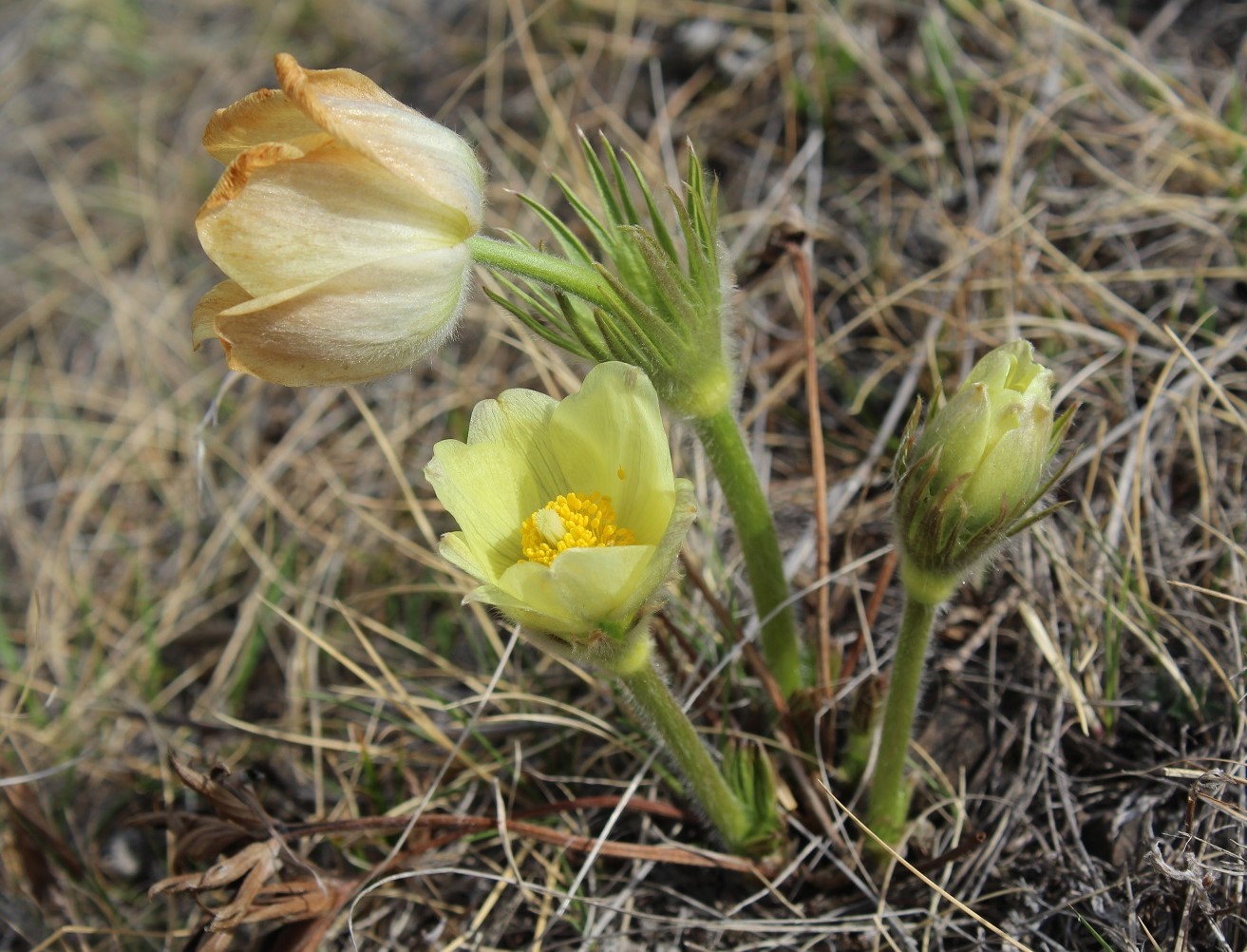 Изображение особи Pulsatilla orientali-sibirica.