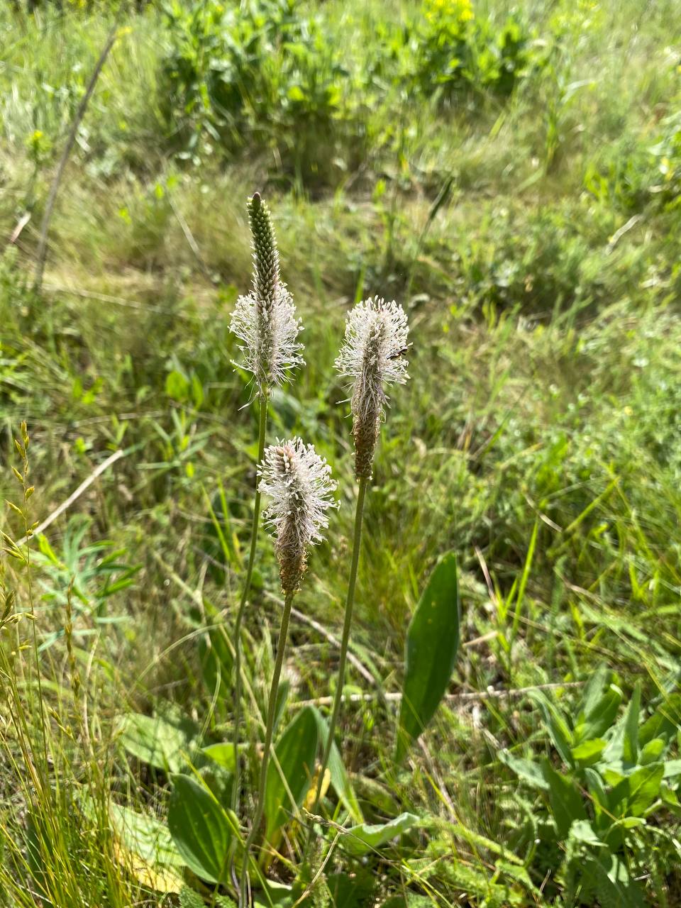 Изображение особи Plantago urvillei.