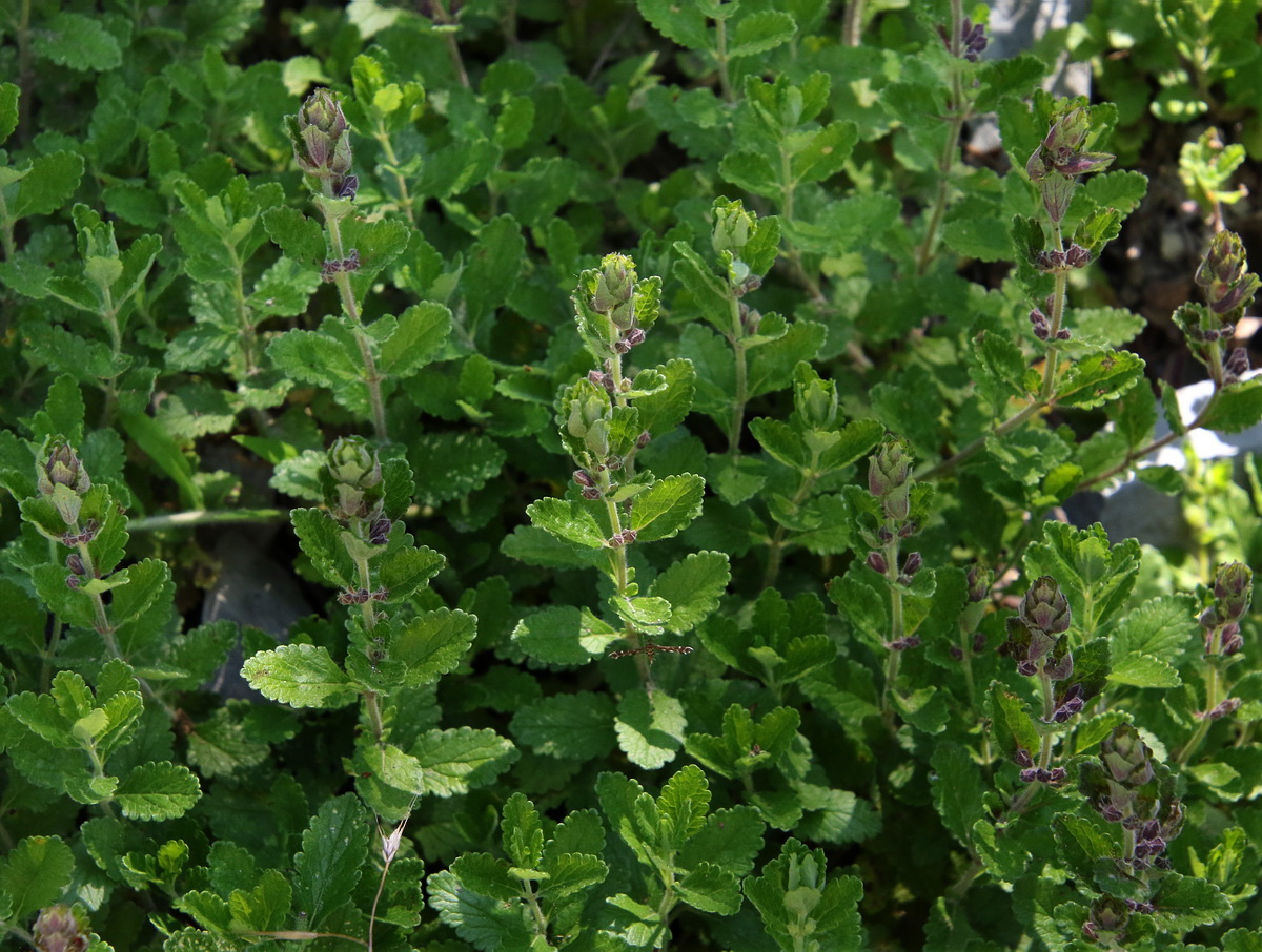 Изображение особи Teucrium chamaedrys.