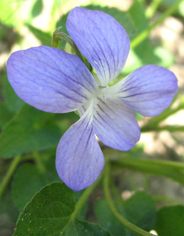 Image of Viola canina specimen.