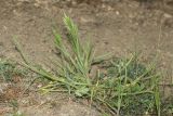 Bromus hordeaceus