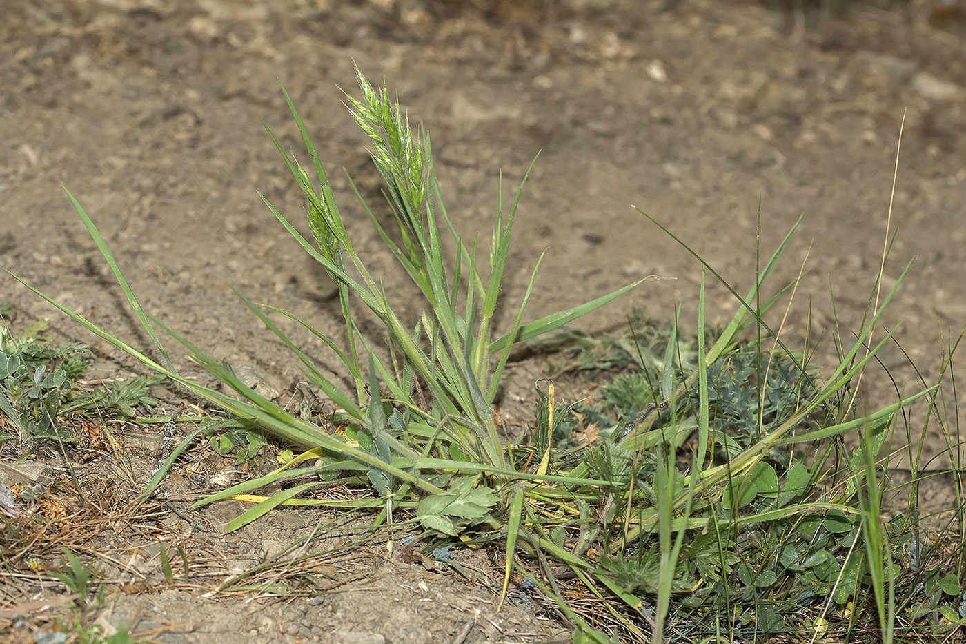 Image of Bromus hordeaceus specimen.