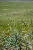 Rhaponticoides ruthenica