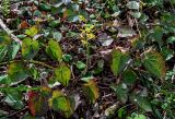 View full-size image Epimedium colchicum