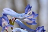 View full-size image Corydalis ambigua