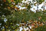 Acer palmatum. Ветвь с плодами. Республика Абхазия, г. Сухум. 25.08.2009.