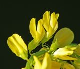 Смотреть изображение Melilotus officinalis