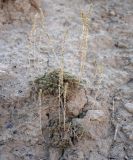 View full-size image genus Camphorosma