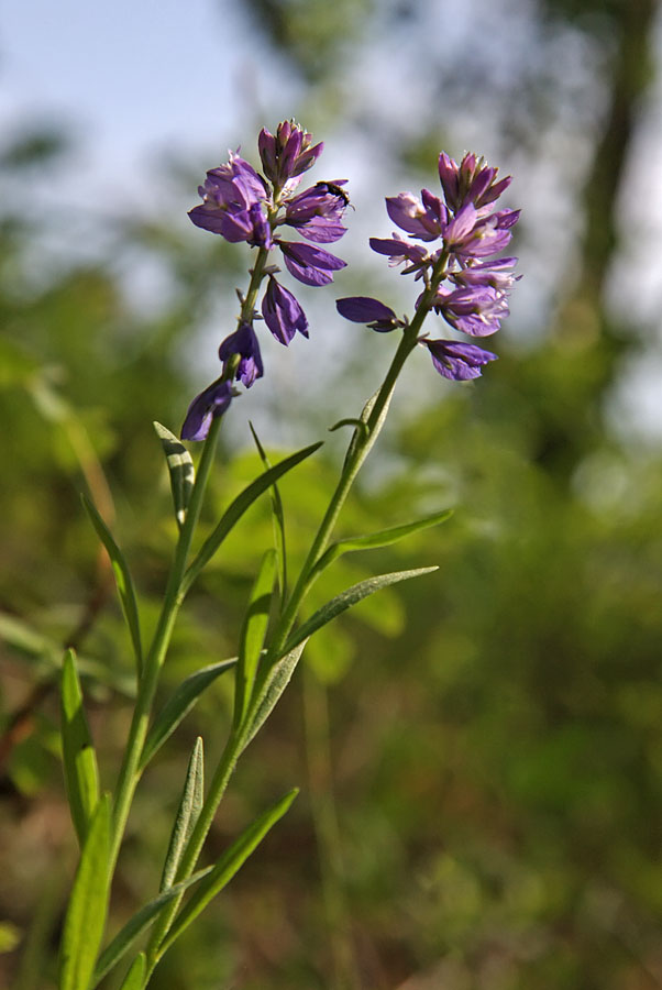 Image of Polygala comosa specimen.