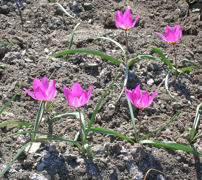 Изображение особи Tulipa humilis.