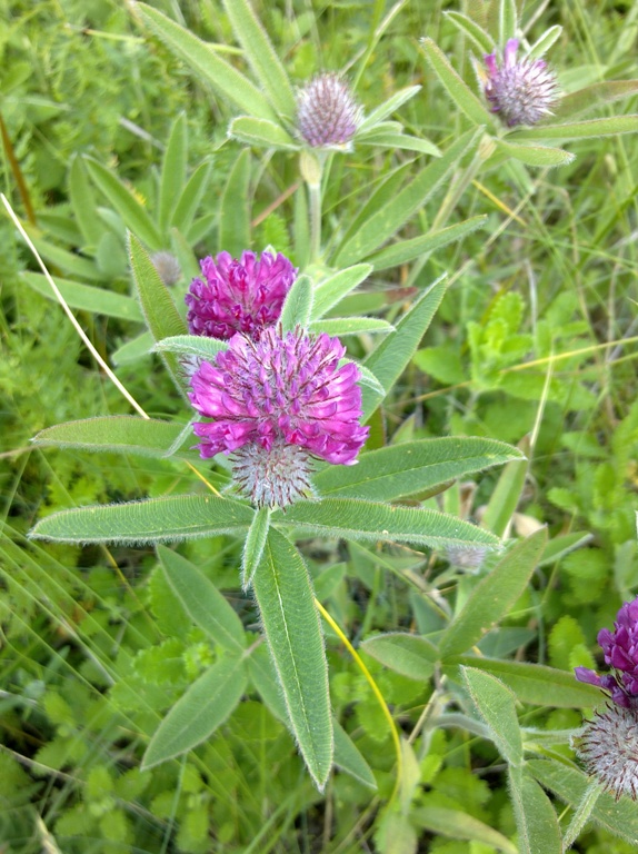 Изображение особи Trifolium alpestre.