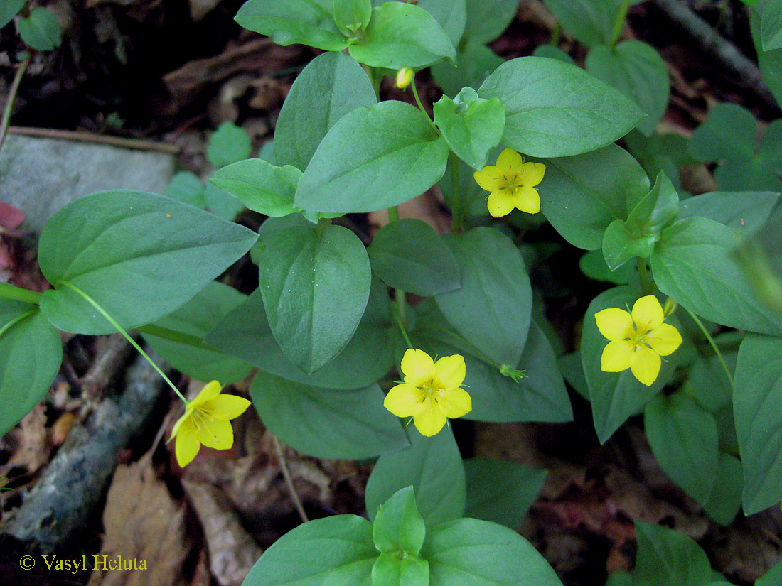 Изображение особи Lysimachia nemorum.